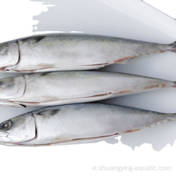 Bán hàng đầu Seafrozen Pacific Mackerel 100-200G 300-500G